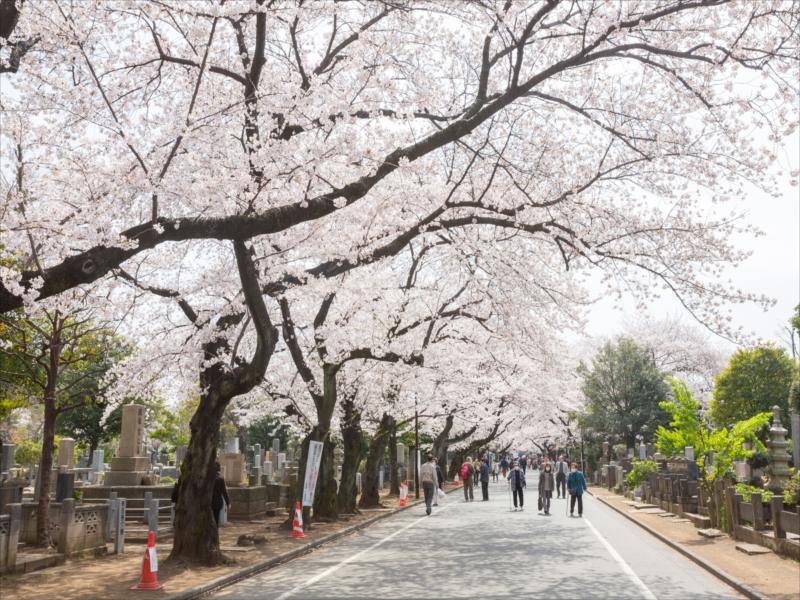 都立谷中霊園 - Image 3