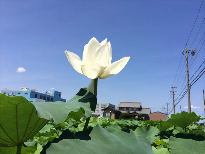 木曾三川霊苑 - Image 8