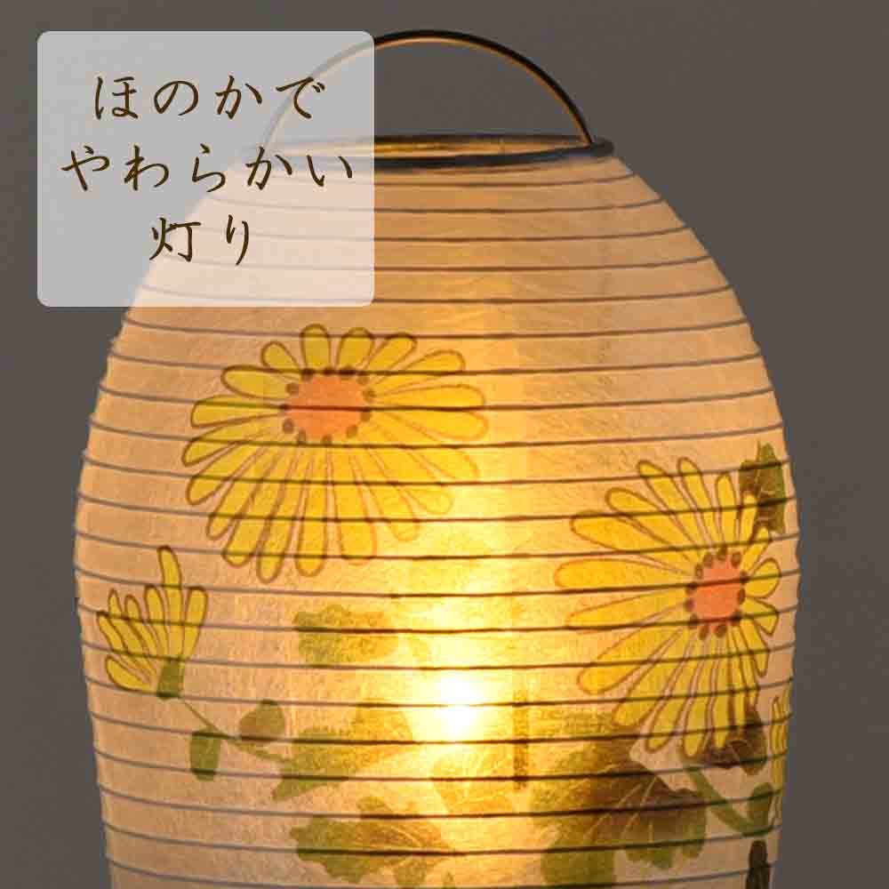 新型 小珠 美濃菊 - Image 5